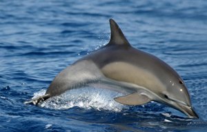 Atlantischer Gefleckter Delfin :: Delfine Sorte in Gran Canaria